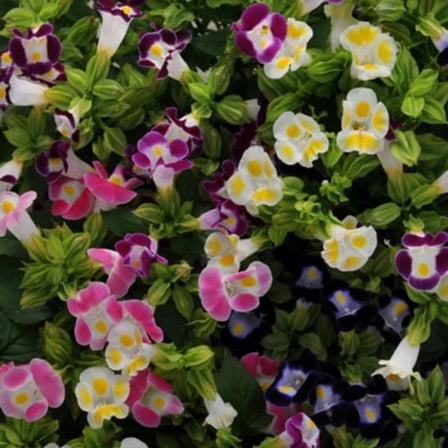Torenia Seeds - Kauai Mix Seeds - Non-GMO - 250 Seeds