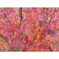 thumbnail image 3 of Maple Tree 'Brandywine Red', 3 of 7