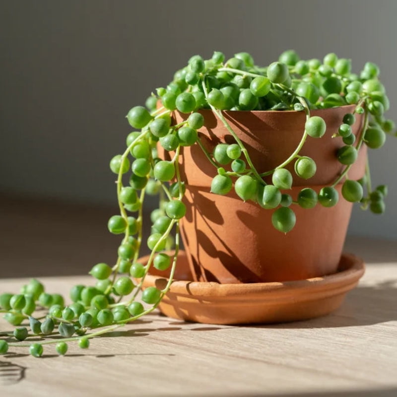 String of Pearls Indoor Succulent Plant Live – 4 Inch Plastic Pot