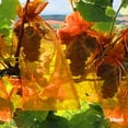 thumbnail image 4 of FLhrweasw Cultivo Frutas 50 Uds. Malla Con Cordón Antipájaros (naranja), 4 of 5