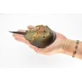 thumbnail image 7 of Horseshoe Crab Toy, Arthropods, Ocean, Museum Quality Rubber Figure, Model, Educational, Animal, Hand Painted, Figurines 6. 5" CH102 BB88, 7 of 7