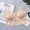 Beige, variant on VLOOCKLW Women Strapless Lace Underwear Padded Back Support Plus Size lace bra lingerie