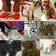 thumbnail image 3 of 4 unids perros mascotas zapatos de invierno botines a prueba de viento zapatos antideslizantes botas para perros mascotas para perro mascota 1 yardas roja, 3 of 5