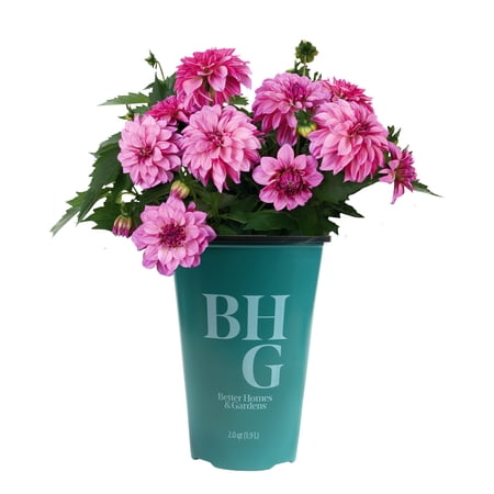 Better Homes & Gardens 2QT Purple Dahlia Live Plant Grower Pot Sun