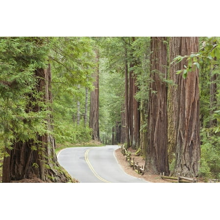 Road Through Redwoods, Big Basin Redwoods State Park, California, USA Print Wall Art By Jaynes (Best Redwood Parks In California)