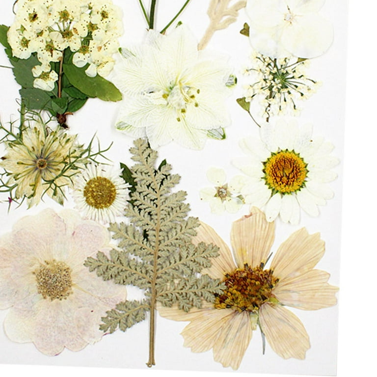 1 Dried Flowers for Resin, Natural Pressed Flowers Leaves for