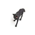 thumbnail image 4 of Safari Ltd. Black Wolf Figurine - Lifelike 3.7" Model Figure - Educational Toy for Boys, Girls, and Kids Ages 3+, 4 of 5