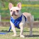 thumbnail image 5 of Greeniant Pet Harness Set Professional Breathable Reflective Walking Towing Accessories Vest Accessory Rope Outdoor Ropes Dog Leash Suministros para perros No.14 Greeniant PT002524-14, 5 of 6