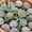 White#20🌈, variant on Halons Resin Decorative Stones - Light Brown Resin Rocks, Succulent Pot Paving & Courtyard Landscaping Stones, Unique Textured Surface for Planters/Pathways (20-Pack)