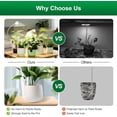 thumbnail image 6 of Full Spectrum LED Pot Clip Grow Light for Succulents & Small Indoor Plants, 4 Dimmable Levels, Auto Timer, White, 1 Pack, 6 of 12