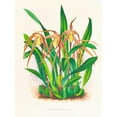 thumbnail image 2 of Jean Jules Linden 12x14 Gold Ornate Wood Frame and Double Matted Museum Art Print Titled - Cattleya Longisepala (1885-1906), 2 of 4