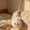 white#6532, variant on Steamed Bun Keychain Stress Relief Toy with Soft Fabric, Cute Smiling Bao, Metal Clasp, Portable Squeeze Fidget, 1 Piece, 3–4 in