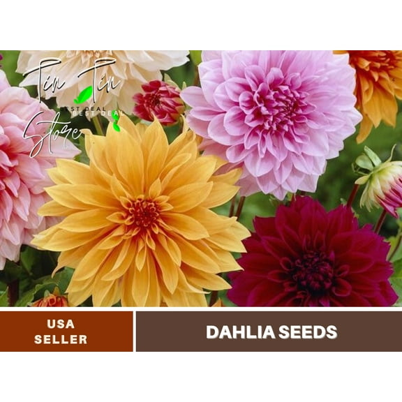 40  Seeds| Ultimate Dinnerplate Collection Dahlia Perennial Seeds- Buy 3 Get 1 Free#D037