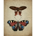 thumbnail image 2 of Allen, Kimberly 20x24 Black Ornate Wood Framed with Double Matting Museum Art Print Titled - Newspaper Butterfly 2, 2 of 4