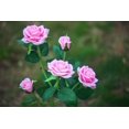 thumbnail image 3 of Éclairage solaire en forme de fleurs pour décoration de jardin -- rose, 3 of 5