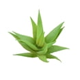 thumbnail image 2 of 10x Fake Succulents Small Vivid Useful Simulated Plants Multi-functional Lifelike Photo Props for Household Yards Lawn Flowerpot Type 2, 2 of 9