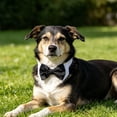 thumbnail image 6 of Adjustable Dog Bow Tie for Neck Girths Extra Large Dogs Comfortable Cotton Tuxedo Necktie Collar Boy Pets Grooming Wedding Holiday Birthday Party Cat Bow Tie White Formal Collar for Small Puppy, 6 of 9
