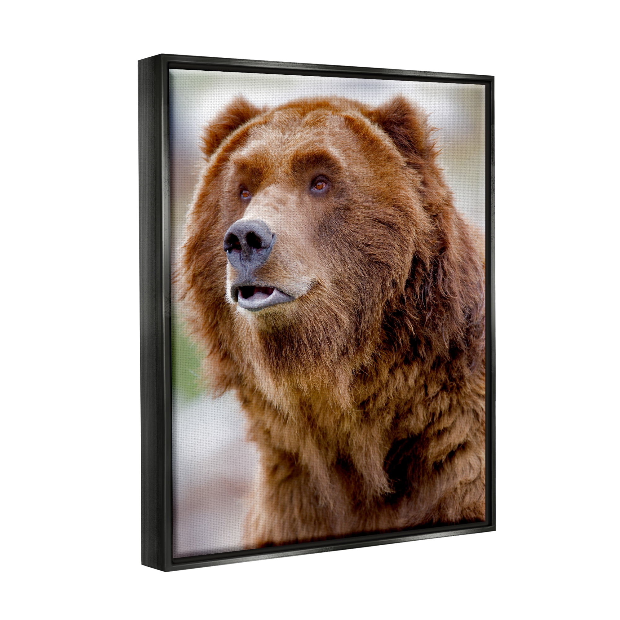 Stupell Industries Brown Bear Portrait Animals & Insects Photography Black Floater Framed Art Print Wall Art, 25 x 31