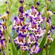 Gladiolus 'Circus Color' - 10 Plant Bulbs, Multi-color Flowers in Summer Blooming Gardens