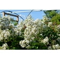 thumbnail image 2 of Crape Myrtle Natchez Plant  1 Large Gallon Size Pot  Lagerstroemia Indica  Ornamental Garden Flowering Tree  White Blooms, 2 of 8