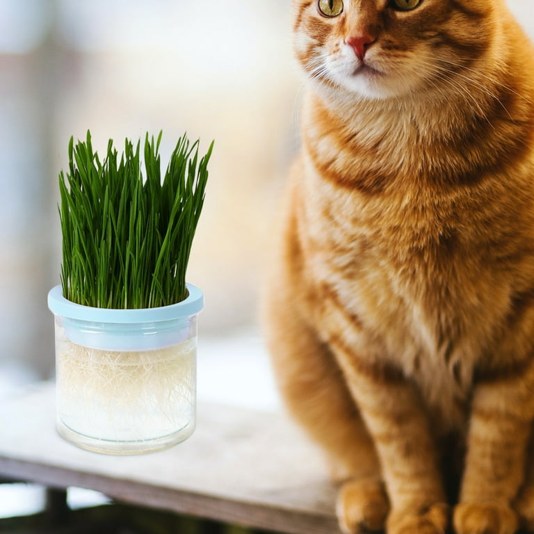 Cat grass box sale