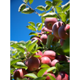 thumbnail image 4 of Vineyards et Maisons de Cidre, 4 of 4