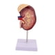 thumbnail image 3 of Modelo de riñón humano, réplica ampliada al doble del tamaño real, herramienta para de la biología y el aprendizaje de, 3 of 9