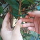 thumbnail image 2 of Bridas ajustables verdes para plantas y sujetacables para sujetar tocones de tomate, paquete de 5 con 100 bridas, 2 of 7