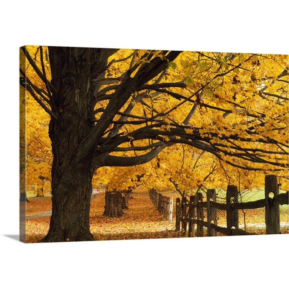 Great BIG Canvas | "Trees In Autumn" Canvas Wall Art - 36x24