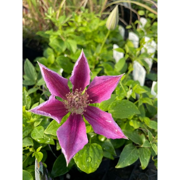 Clematis 'Fireworks' in a 4" pot