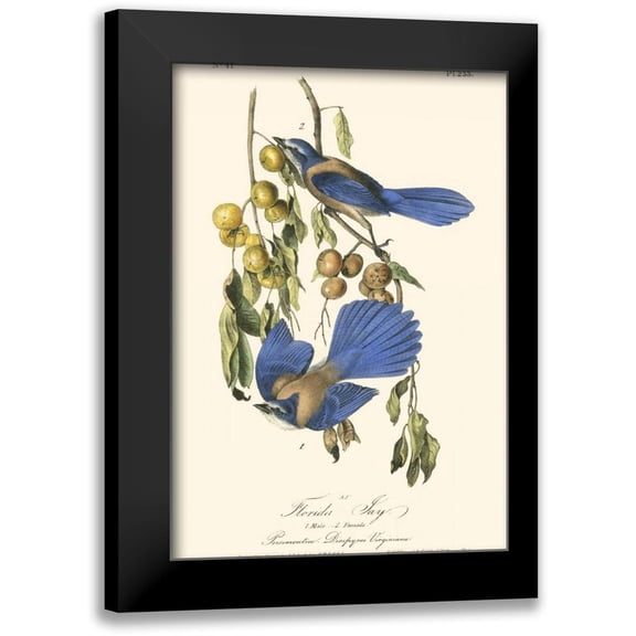 Audubon, John James 11x14 Black Modern Framed Museum Art Print Titled - Audubon Florida Jays