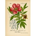 thumbnail image 2 of Art Licensing Studio 11x14 Black Ornate Wood Framed with Double Matting Museum Art Print Titled - Paeonia Officinalis, 2 of 4