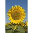thumbnail image 2 of Sunflower Poster Print, 2 of 2