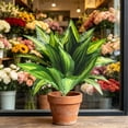 thumbnail image 7 of Artificial Zebra , 19.6" Zebra Leaf Spray, Aphelandra Squarrosa with Green & Yellow Stripes, Maintenance Free Greenery for Home Office Table Centerpiece, 7 of 7