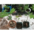 thumbnail image 4 of Pack 2 Cassia Bicapsularis Plants Butterfly Bush Winter Cassia Yellow Candlewood Plant 3-4 Inch Tall, 4 of 7