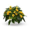 thumbnail image 3 of Better Homes & Gardens 1.5 Gallon Multicolor Lantana Annual Flowers Outdoor Live Plants Full Sun, 3 of 4