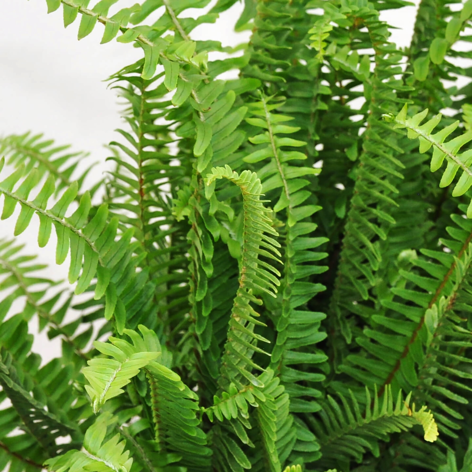 Expert Gardener Kimberly Queen Fern Live Plant in 10 in Grower Pot