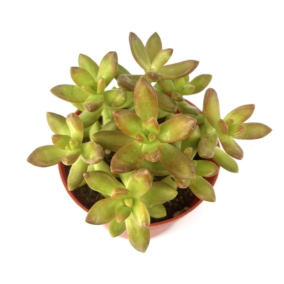 Yellow, Orange, Green Sedum Adolphii Live Plants, 4in Plastic Pot, Easy to Grow, Forms Dense Clusters Quickly