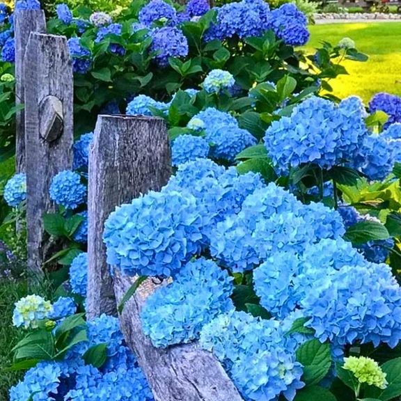 Blue Hydrangea Live Plant, Vibrant Bloom Shrub, Dormant Tree for Outdoor Garden, 8 to 10 inches Tall in Quart Pot