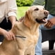 thumbnail image 4 of Peine desenredante Tweezerman de doble cara para perros y gatos, 4 of 9