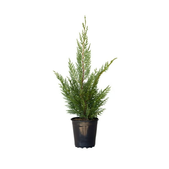 Expert Gardener Leyland Cypress (2.5 Quart) Fast Growing Evergreen Tree - Full Sun Live Outdoor Plant