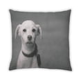 thumbnail image 2 of Ahgly Company Coussin d'Intérieur pour Chiens, 18 Pouces par 18 Pouces, 2 of 6