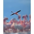 thumbnail image 3 of Fitzharris, Tim 12x14 Black Modern Framed Museum Art Print Titled - Lesser Flamingo, 3 of 5