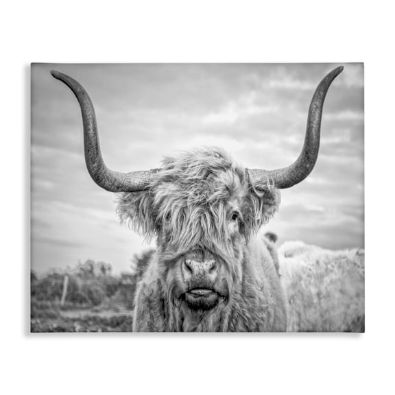 Stupell Industries Farmhouse Grey Highland Cow Photograph Canvas Art, 30 x 24, by Joe Reynolds