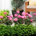 thumbnail image 3 of Knockout Roses 2G Pink Flowering Shrub Full Sun Live Plants, 3 of 3