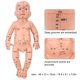 thumbnail image 4 of Modelo de masaje de meridianos corporales modelo de masaje seguro para niños para enseñanza de operaciones ANGGREK Otros, 4 of 8