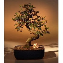 Chinese Elm Bonsai Tree - Medium Curved Trunk Style 10 years old, 10-11" tall for Home and Garden