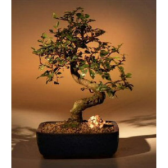 Chinese Elm Bonsai Tree - Medium Curved Trunk Style 10 years old, 10-11" tall for Home and Garden