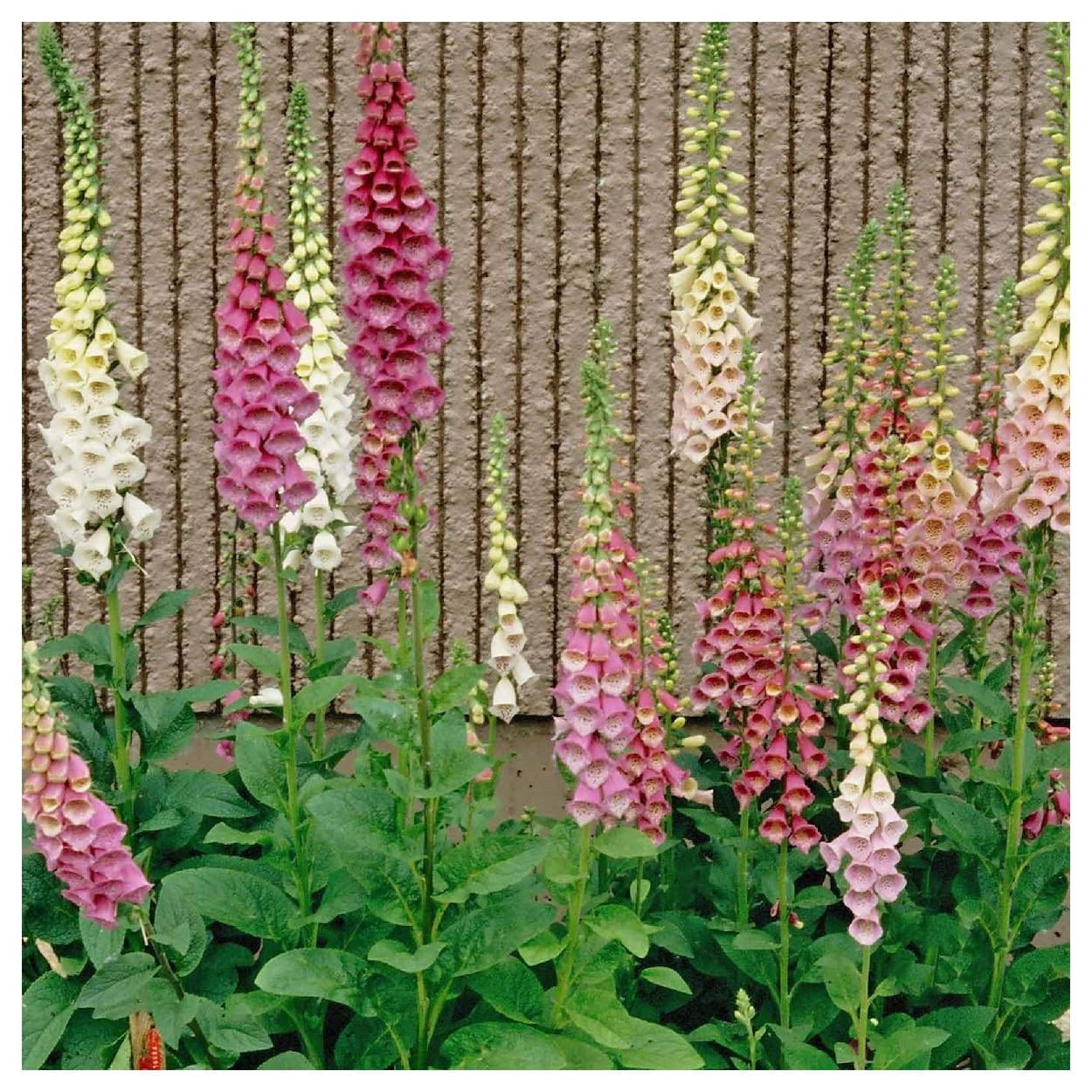 Everwilde Farms - 1 lb Mixed Foxglove Garden Flower Seeds - Gold Vault Bulk Seed Packet