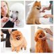 thumbnail image 4 of Peines para perros con extremos redondeados, dientes de acero inoxidable, peine para gatos para eliminar enredos y nudos, herramienta de aseo profesional para perros de pelo largo y corto,, 4 of 5